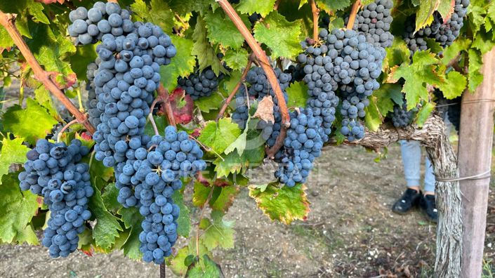 Image No.54-4 Bed Country House for sale