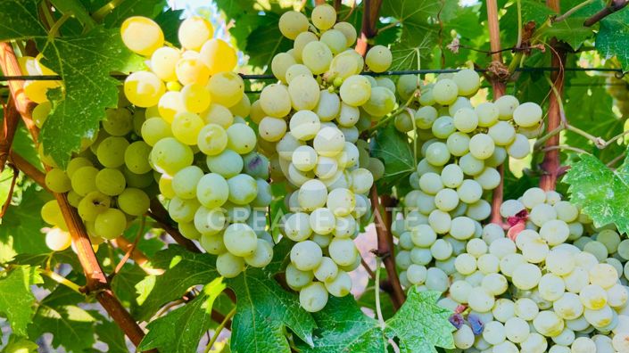 Image No.55-4 Bed Country House for sale