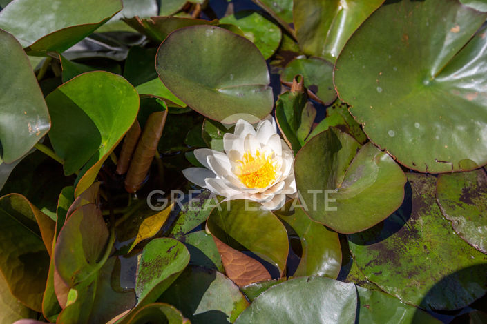 Image No.48-7 Bed Country House for sale