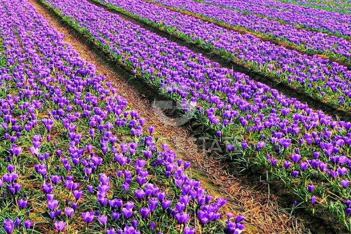 Image No.53-7 Bed Country House for sale