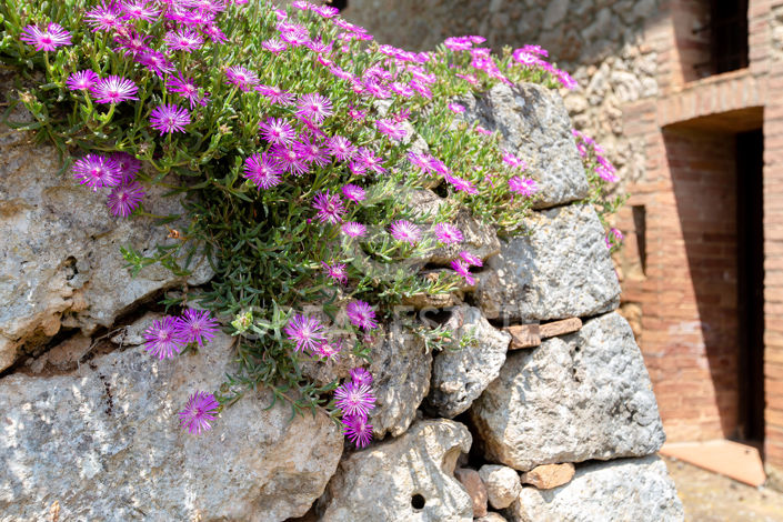 Image No.30-Maison de campagne de 9 chambres à vendre à Sovicille