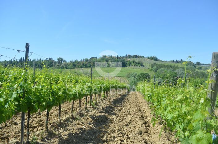 Image No.11-Vineyard for sale