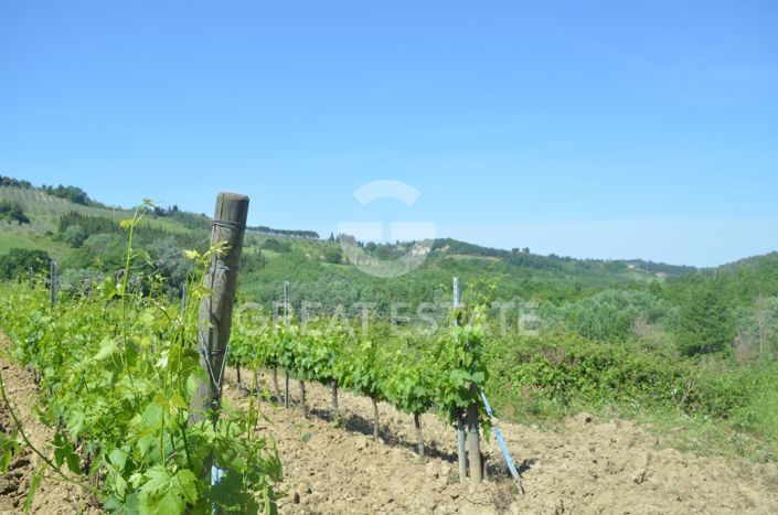 Image No.12-Vineyard for sale