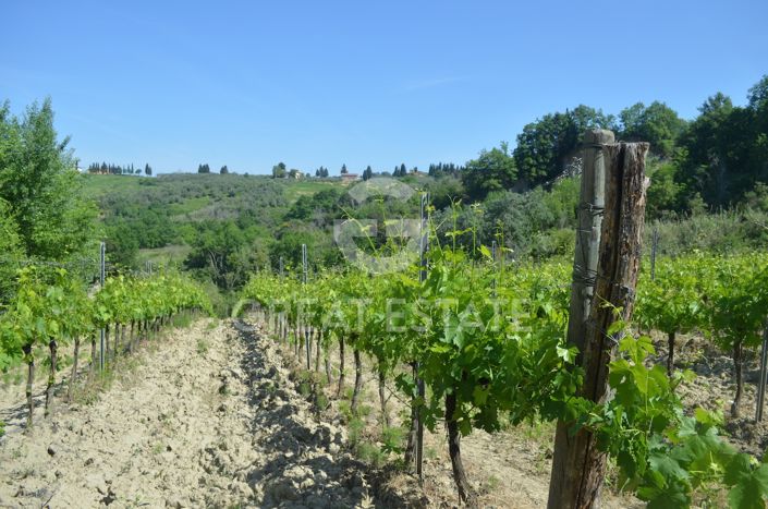 Image No.13-Vineyard for sale