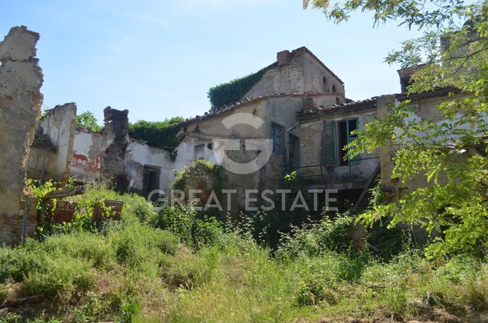 Image No.3-Vineyard for sale