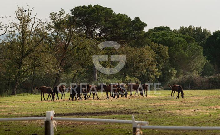 Image No.3-10 Bed Country House for sale