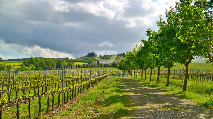 Image No.25-8 Bed Country House for sale