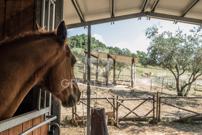 Image No.19-9 Bed Country House for sale