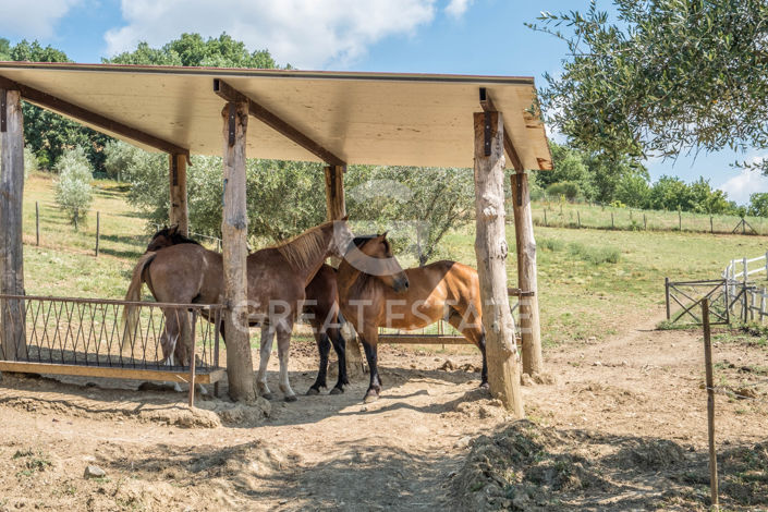 Image No.20-9 Bed Country House for sale