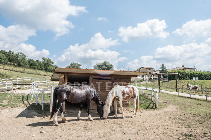 Image No.21-9 Bed Country House for sale