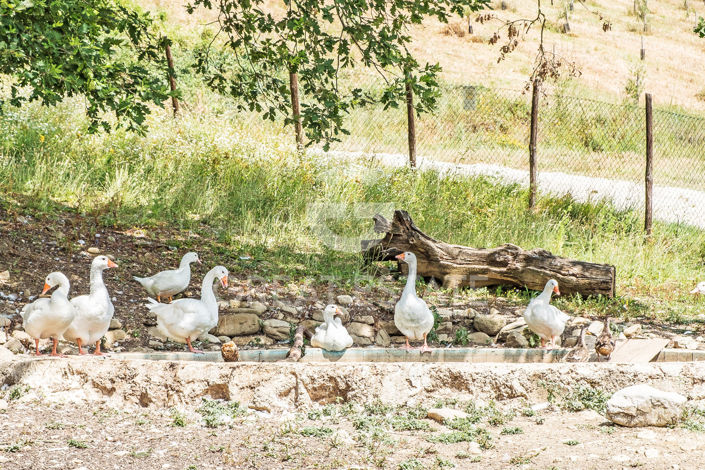 Image No.24-9 Bed Country House for sale