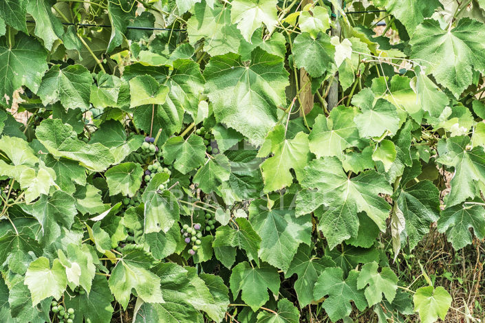 Image No.25-9 Bed Country House for sale