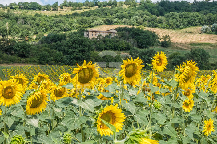 Image No.26-9 Bed Country House for sale