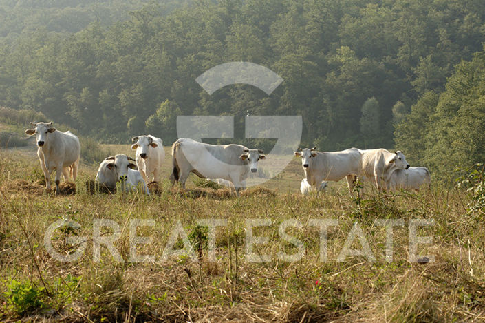 Image No.27-Ferme de 12 chambres à vendre à Citta della Pieve