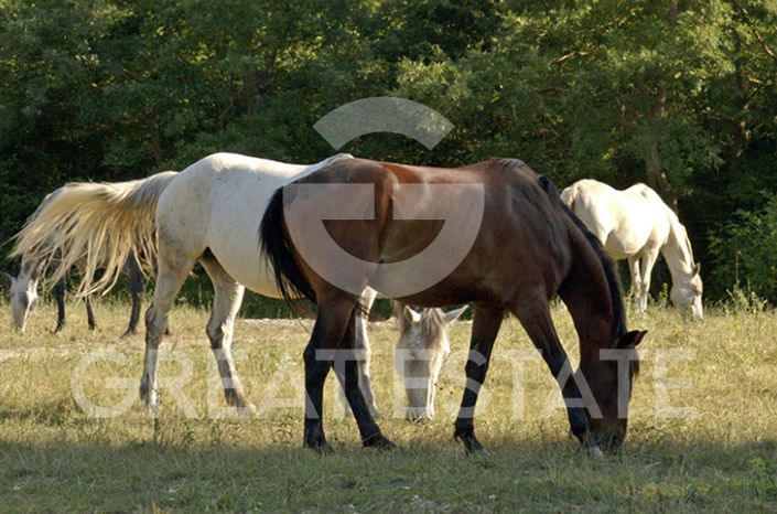 Image No.28-Ferme de 12 chambres à vendre à Citta della Pieve