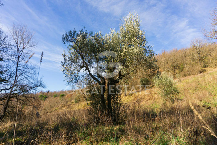 Image No.44-Maison de campagne de 8 chambres à vendre à Città di Castello