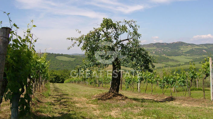 Image No.16-Maison de campagne de 6 chambres à vendre à Radicondoli