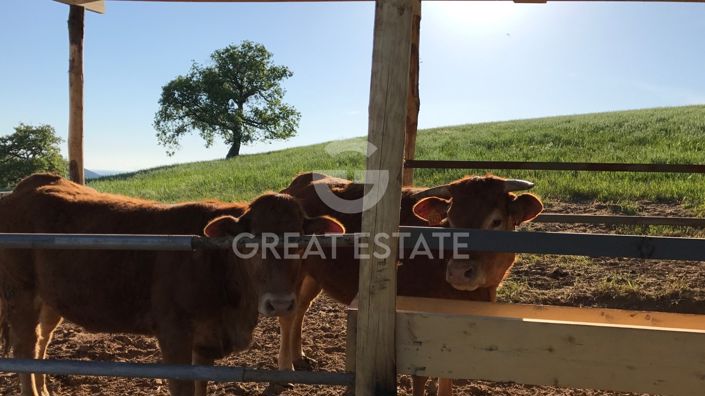 Image No.43-Ferme de 5 chambres à vendre à Campagnatico