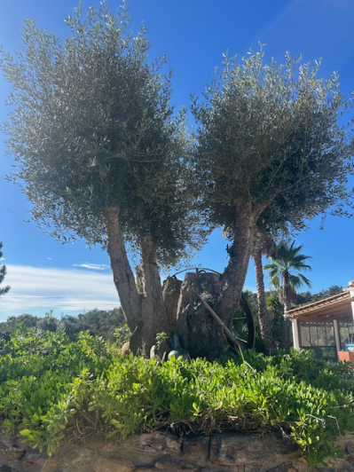 Image No.20-Propriété de pays de 6 chambres à vendre à São Luís