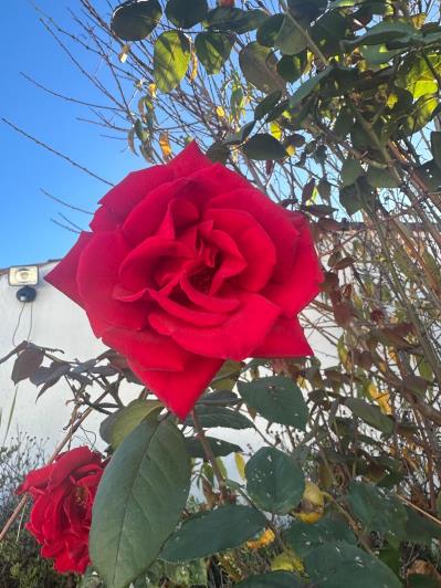 Image No.25-Propriété de pays de 6 chambres à vendre à São Luís