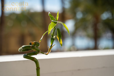 listing9625990005c77070df1500x100081969611419