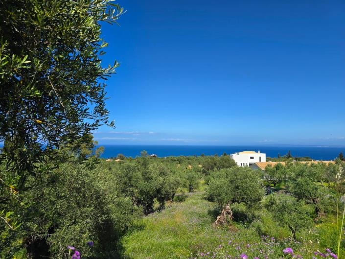 Image No.8-Terre à vendre à Zante