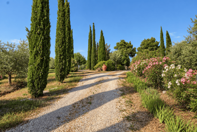 Viale-Mediterraneo-con-oleandri-fioriti