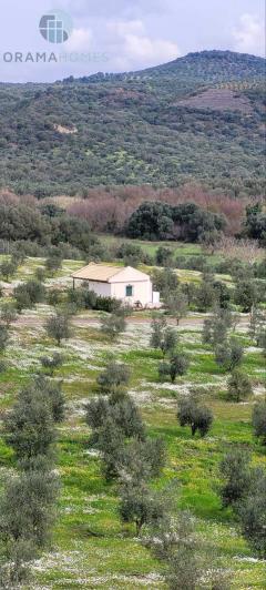 Image No.3-Terre à vendre à Meligalas