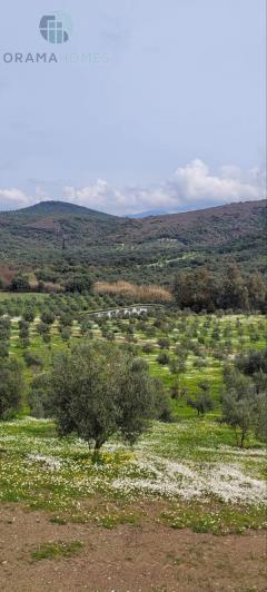 Image No.5-Terre à vendre à Meligalas