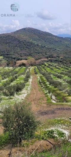 Image No.4-Terre à vendre à Meligalas