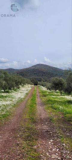 Image No.2-Terre à vendre à Meligalas