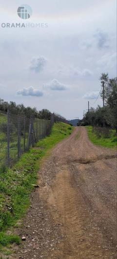 Image No.12-Terre à vendre à Meligalas