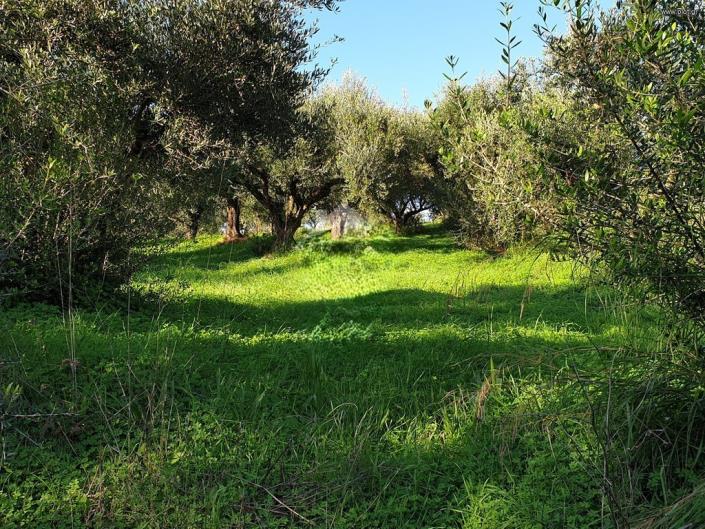 Image No.4-Terrain à vendre à Kalamata
