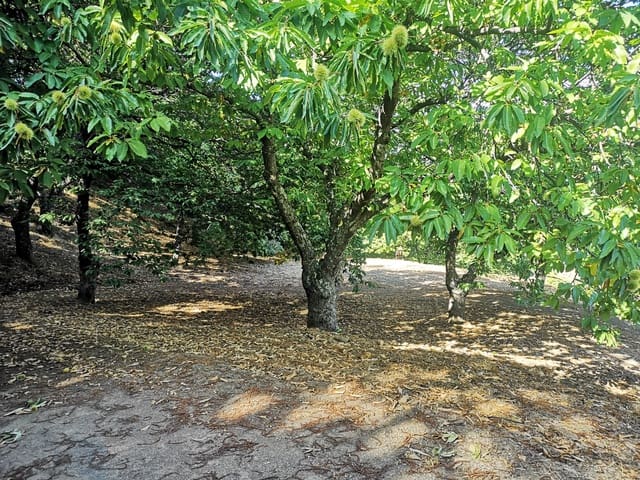 Image No.16-Country House for sale