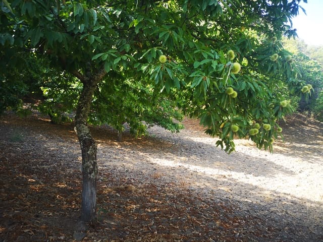 Image No.22-Country House for sale