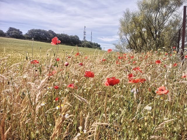 Image No.2-Maison de campagne à vendre à Torre-Alháquime