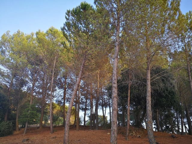 Image No.10-Maison de campagne de 3 chambres à vendre à Ronda