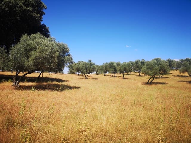 Image No.17-5 Bed Country House for sale