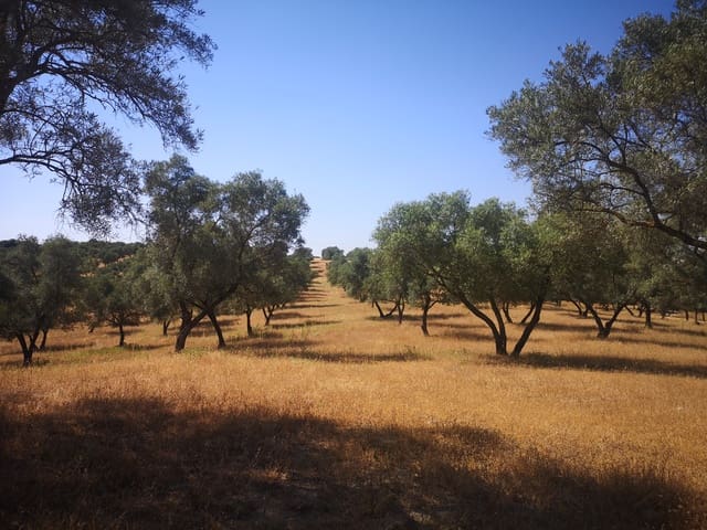 Image No.19-5 Bed Country House for sale