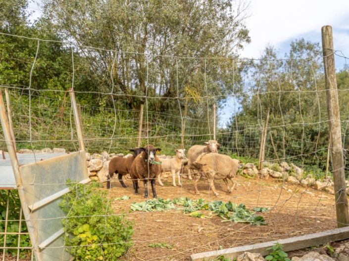 Image No.29-4 Bed House for sale