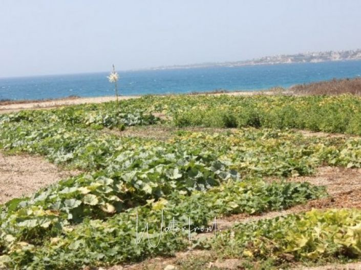 Image No.4-Terrain à vendre à Kissonerga