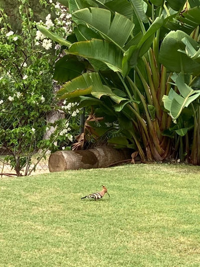 Image No.19-2 Bed Villa for sale