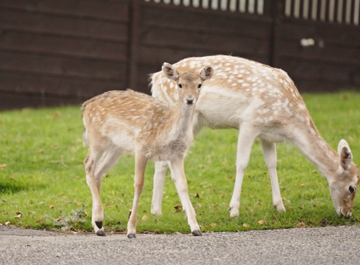 Image No.15-2 Bed Park Home for sale