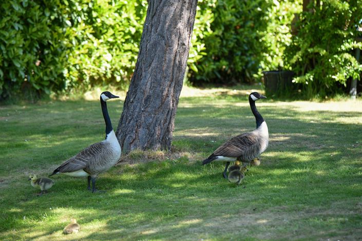 Image No.5-Park Home de 2 chambres à vendre à York