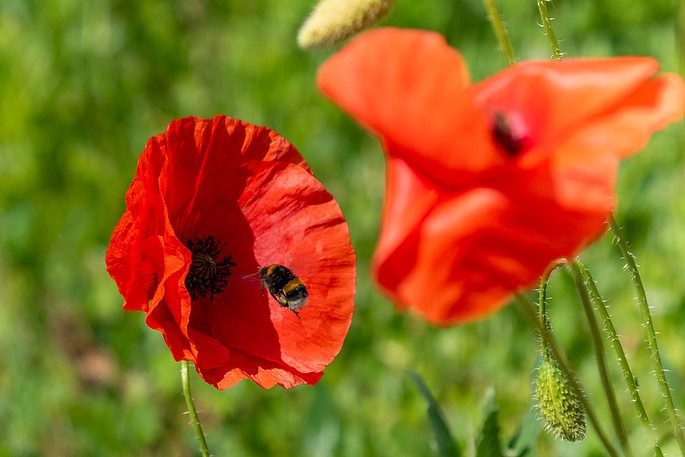 Image No.8-2 Bed Park Home for sale