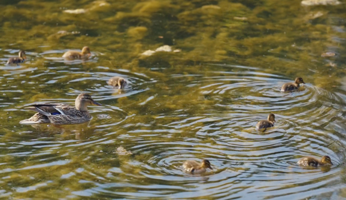 Image No.17-2 Bed Park Home for sale