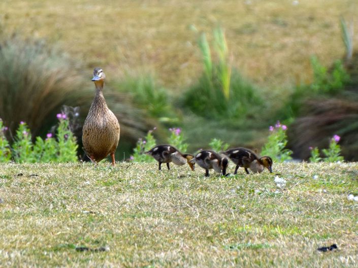 Image No.7-2 Bed Park Home for sale