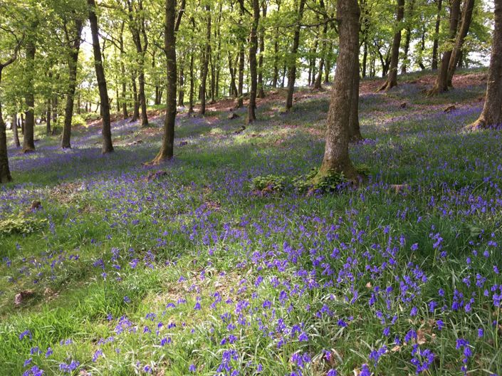 Image No.15-Park Home de 2 chambres à vendre à Llanidloes