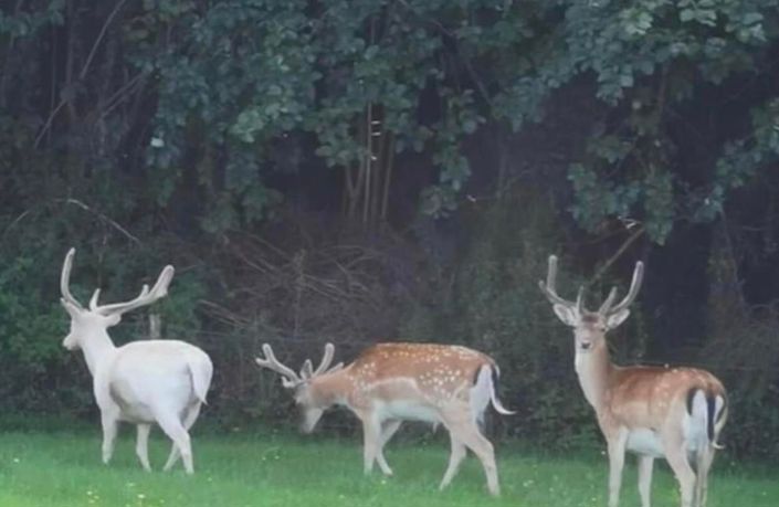 Image No.12-2 Bed Park Home for sale