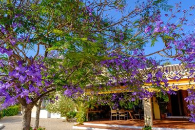 RG2609CH - jacaranda 2